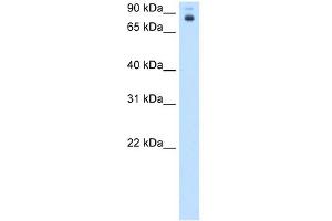 WB Suggested Anti-pb Antibody Titration:  0. (Homeotic Protein Proboscipedia anticorps  (Middle Region))