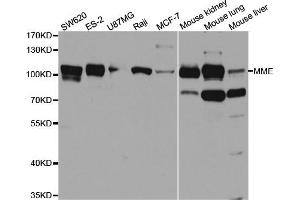 Western blot analysis of extracts of various cell lines, using MME antibody. (MME anticorps  (AA 52-352))
