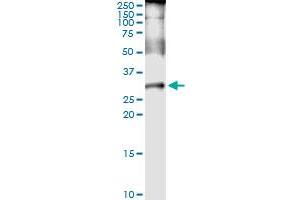 Immunoprecipitation of PLP1 transfected lysate using anti-PLP1 MaxPab rabbit polyclonal antibody and Protein A Magnetic Bead , and immunoblotted with PLP1 MaxPab rabbit polyclonal antibody (D01) .