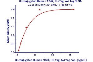 Immobilized Human SIRP alpha, Fc Tag  with a linear range of 2-12. (CD47 Protein (CD47) (AA 19-139) (His tag,AVI tag))