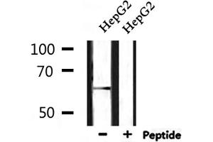 Western blot analysis of extracts from HepG2, using GPR153 Antibody. (GPR153 anticorps  (Internal Region))