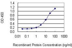 Detection limit for recombinant GST tagged VAX1 is 0.