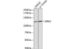 Western blot analysis of extracts of various cell lines using GRIK2 Polyclonal Antibody at dilution of 1:1000. (GRIK2 anticorps)