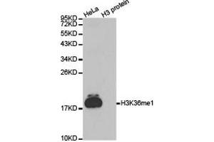 Western blot analysis of extracts of HeLa cell line and H3 protein expressed in E. (Histone 3 anticorps  (H3K36me))