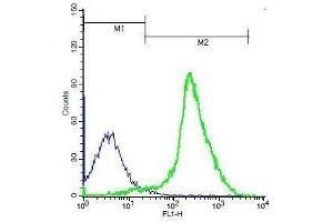 Mouse thymocytes probed with Rabbit Anti-TSHR Polyclonal Antibody, Unconjugated .