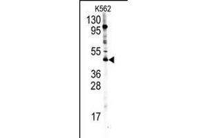 Western blot analysis of PRMT8 Antibody (C-term) (ABIN388025 and ABIN2845473) in K562 cell line lysates (35 μg/lane). (PRMT8 anticorps  (C-Term))