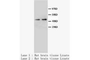 Image no. 2 for anti-Neuropeptide Y Receptor Y1 (NPY1R) (C-Term) antibody (ABIN1492944) (NPY1R anticorps  (C-Term))