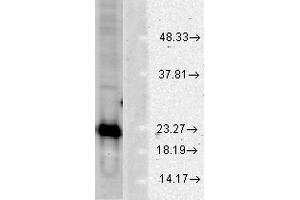 Western blot analysis of Human Cell line lysates showing detection of SOD1 protein using Rabbit Anti-SOD1 Polyclonal Antibody . (SOD1 anticorps  (PerCP))