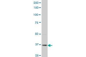 PBK monoclonal antibody (M07), clone 3A7 Western Blot analysis of PBK expression in Hela S3 NE . (PBK anticorps  (AA 1-110))