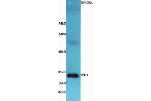 Lane 1:  Mouse intestine lysates probed with Rabbit Anti-AQP9 Polyclonal Antibody, Unconjugated (ABIN677123) at 1:300 overnight at 4 °C. (AQP9 anticorps  (AA 201-295))
