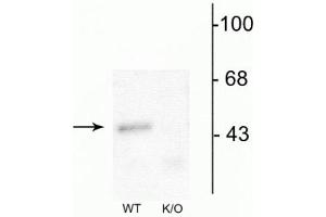 Western blot of mouse forebrain lysates from wild type (WT) and α1-knockout (K/O) animals showing specific immunolabeling of the ~51 kDa α1-subunit of the GABAA-R. (GABRA1 anticorps  (Cytosolic))
