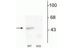 Western blot of mouse forebrain lysates from wild type (WT) and α1-knockout (K/O) animals showing specific immunolabeling of the ~51 kDa α1-subunit of the GABAA-R. (GABRA1 anticorps  (Cytoplasmic Loop))