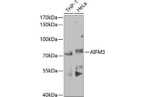 Western blot analysis of extracts of various cell lines, using  antibody (ABIN6129960, ABIN6136680, ABIN6136681 and ABIN6224707) at 1:1000 dilution. (AIFM3 anticorps  (AA 1-200))