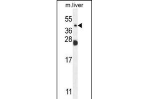 NEU4 Antibody (C-term) (ABIN654343 and ABIN2844112) western blot analysis in mouse liver tissue lysates (35 μg/lane).