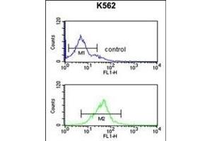 EIF3G Antibody (Center) (ABIN651535 and ABIN2840284) flow cytometric analysis of K562 cells (bottom histogram) compared to a negative control cell (top histogram).