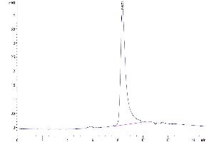 The purity of Cynomolgus IL-31 is greater than 95 % as determined by SEC-HPLC.