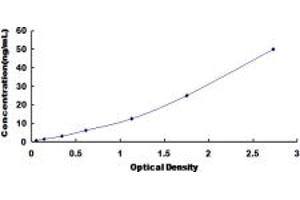 Insulin Receptor Substrate 2 (IRS2) ELISA Kit
