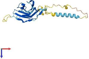 AlphaFold protein structure predicition of Human Recombinant NICN1 Protein, UniprotID Q9BSH3