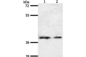 Western Blot analysis of 293T and hela cell using SSTR1 Polyclonal Antibody at dilution of 1:500 (SSTR1 anticorps)