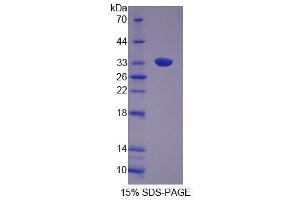 SDS-PAGE analysis of Rat GRB14 Protein. (GRB14 Protéine)