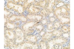 ABIN6260301 and ABIN6277526 at 1/100 staining human normal kidney tissue by IHC-P. (BPI anticorps  (Internal Region))