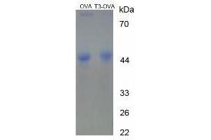 Image no. 1 for Triiodothyronine T3 (T3) protein (Ovalbumin) (ABIN1880276) (Triiodothyronine T3 Protein (T3) (Ovalbumin))