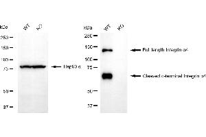 anti-Integrin alpha 4 (ITGA4) antibody