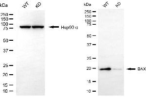 Western blotting analysis using BAX antibody (ABIN7797748).