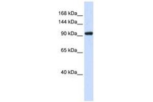 Image no. 1 for anti-SCAN Domain Containing 3 (SCAND3) (AA 51-100) antibody (ABIN6741003) (SCAND3 anticorps  (AA 51-100))