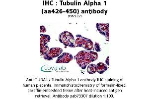 Image no. 2 for anti-alpha Tubulin (TUBA1) (AA 426-450) antibody (ABIN1740442) (alpha Tubulin anticorps  (AA 426-450))