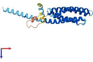AlphaFold protein structure predicition of Mouse Recombinant Tmem17 Protein, UniprotID Q8K0U3
