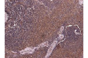 (ABIN190847) (7 μg/mL) staining of paraffin embedded Human Spleen.