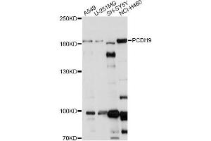 Western blot analysis of extracts of various cell lines, using PCDH9 antibody. (Protocadherin 9 anticorps)