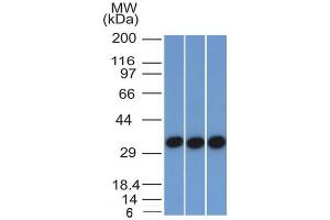 Western Blot of 293, A431 and HCT116 cell lysate using EpCAM-Monospecific Mouse Monoclonal Antibody (EGP40/1372). (EpCAM anticorps  (Extracellular Domain))