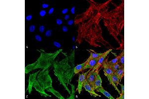 Immunocytochemistry/Immunofluorescence analysis using Rabbit Anti-Kir4. (KCNJ10 anticorps  (APC))