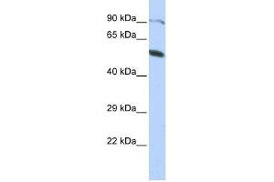 ZNF641 antibody used at 0. (ZNF641 anticorps  (Middle Region))