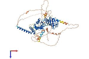AlphaFold protein structure predicition of Mouse Recombinant Sim2 Protein, UniprotID Q61079