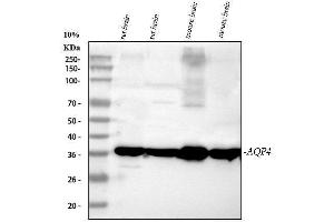 Western blot analysis of Aquaporin 4 using anti-Aquaporin 4 antibody (ABIN3043789). (Aquaporin 4 anticorps  (C-Term))