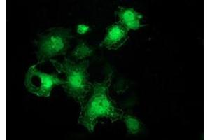 Anti-FHL1 mouse monoclonal antibody (ABIN2453832) immunofluorescent staining of COS7 cells transiently transfected by pCMV6-ENTRY FHL1 (RC203478). (FHL1 anticorps)