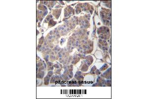GP2 Antibody immunohistochemistry analysis in formalin fixed and paraffin embedded human pancreas tissue followed by peroxidase conjugation of the secondary antibody and DAB staining. (GP2 anticorps  (N-Term))