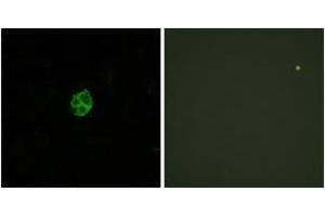 Immunofluorescence analysis of HuvEc cells, using GPR151 Antibody.