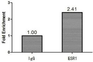 Chromatin Immunoprecipitation MCF-7 (1.