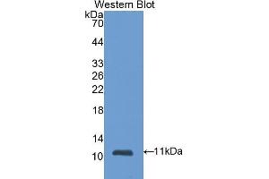 Western Blotting (WB) image for anti-S100 Calcium Binding Protein A6 (S100A6) (AA 1-89) antibody (ABIN1078507) (S100A6 anticorps  (AA 1-89))