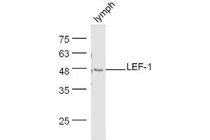 Mouse lymph node lysates probed with Rabbit Anti-LEF-1 Polyclonal Antibody, Unconjugated  at 1:500 for 90 min at 37˚C. (LEF1 anticorps  (AA 331-399))