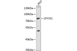 Western blot analysis of extracts of 293T cells, using ZFYVE1 antibody (ABIN6128964, ABIN6150436, ABIN6150437 and ABIN6223429) at 1:1000 dilution. (ZFYVE1 anticorps  (AA 1-280))