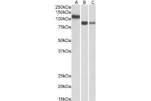 ABIN2851821 (0. (Cadherin 13 anticorps  (Internal Region))