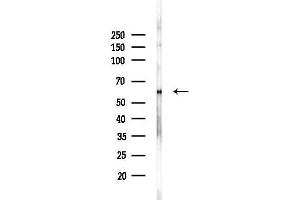 Western blot analysis of lysates from Mouse brain, using Phospho-FOXO4 (Thr451) Antibody at 1/1000 dilution.
