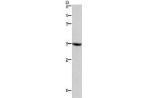 Gel: 8 % SDS-PAGE, Lysate: 40 μg, Lane: HT29 cells, Primary antibody: ABIN7190847(GPR171 Antibody) at dilution 1/400, Secondary antibody: Goat anti rabbit IgG at 1/8000 dilution, Exposure time: 3 minutes (GPR171 anticorps)