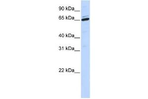 Western Blotting (WB) image for anti-Arylsulfatase H (ARSH) antibody (ABIN2458872) (Arylsulfatase H anticorps)