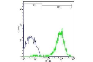 Mouse spleen cells probed with Rabbit Anti-CD97 Polyclonal Antibody, Unconjugated .